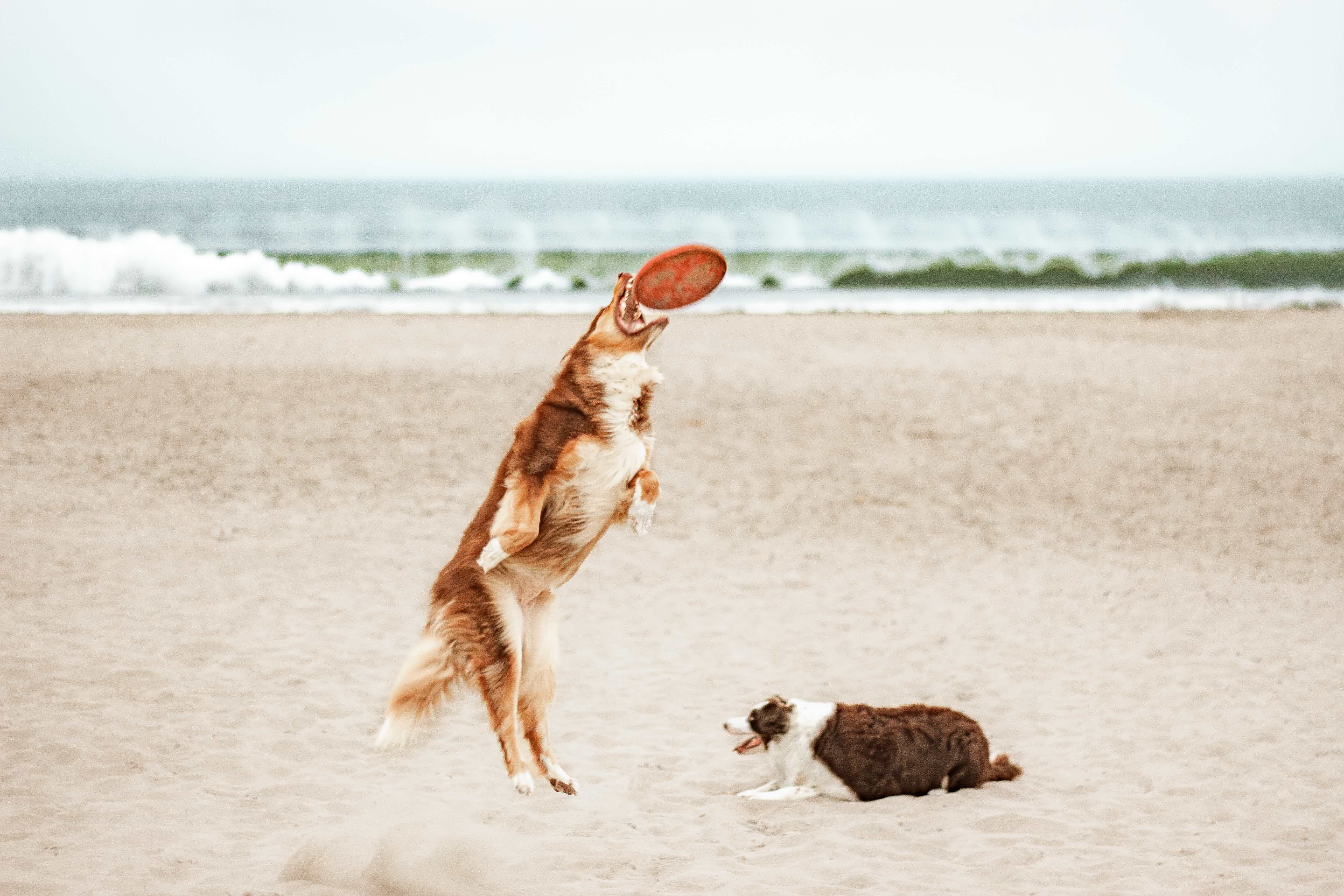 https://file.garden/Z_cwVckjxktxt8Cu/portfolio/ch_frisbee_wave.jpg