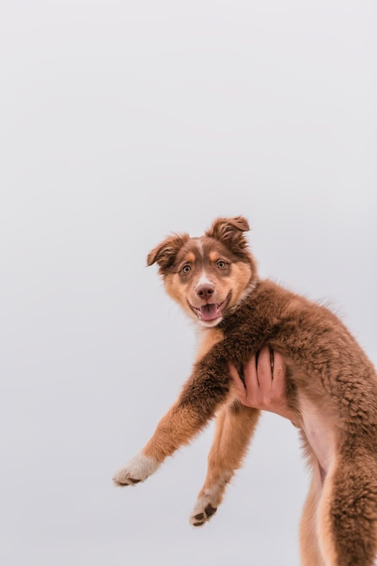 https://file.garden/Z_cwVckjxktxt8Cu/portfolio/ch_pup_la.jpg