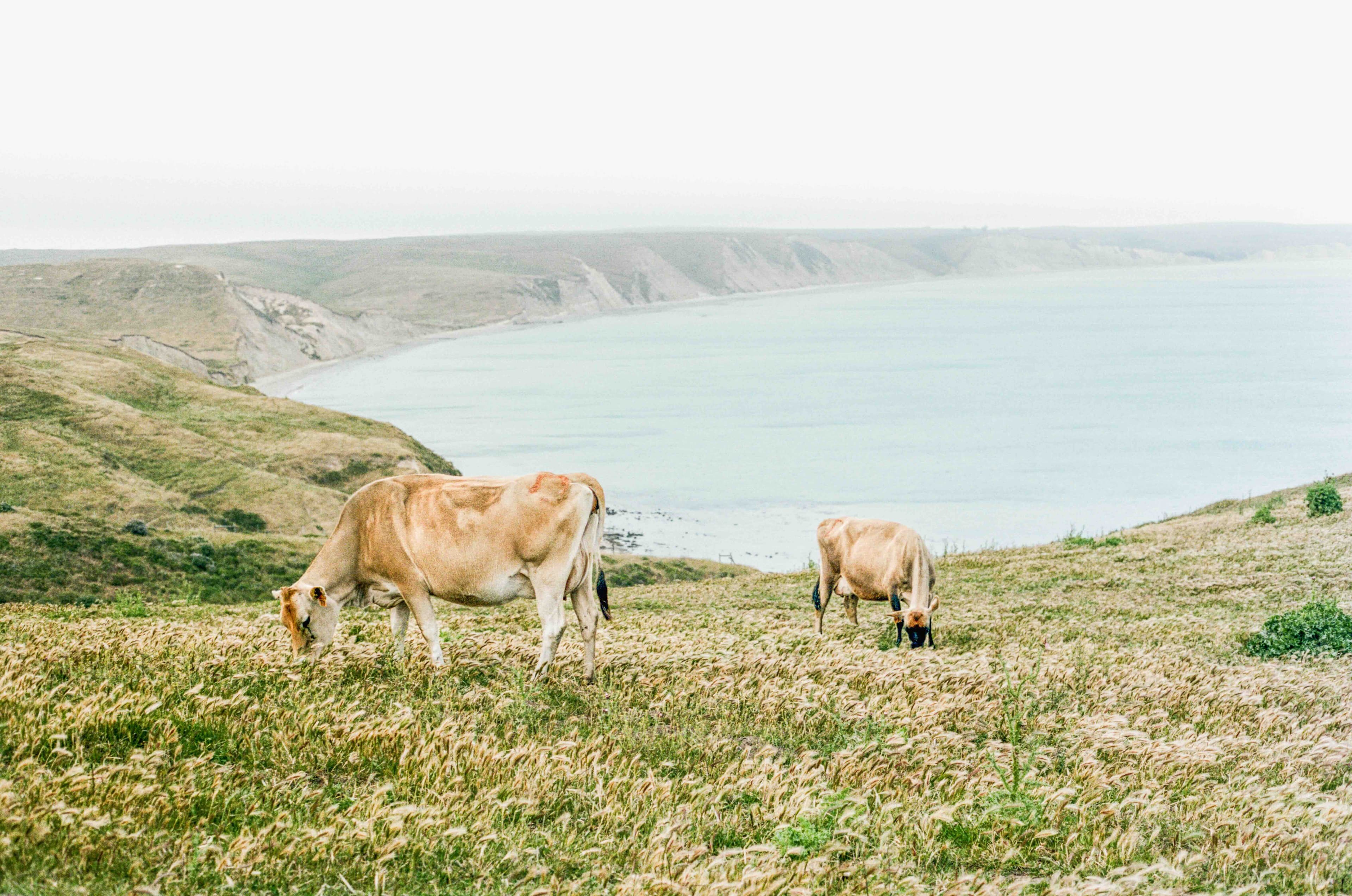 https://file.garden/Z_cwVckjxktxt8Cu/portfolio/chimney_cow.jpg