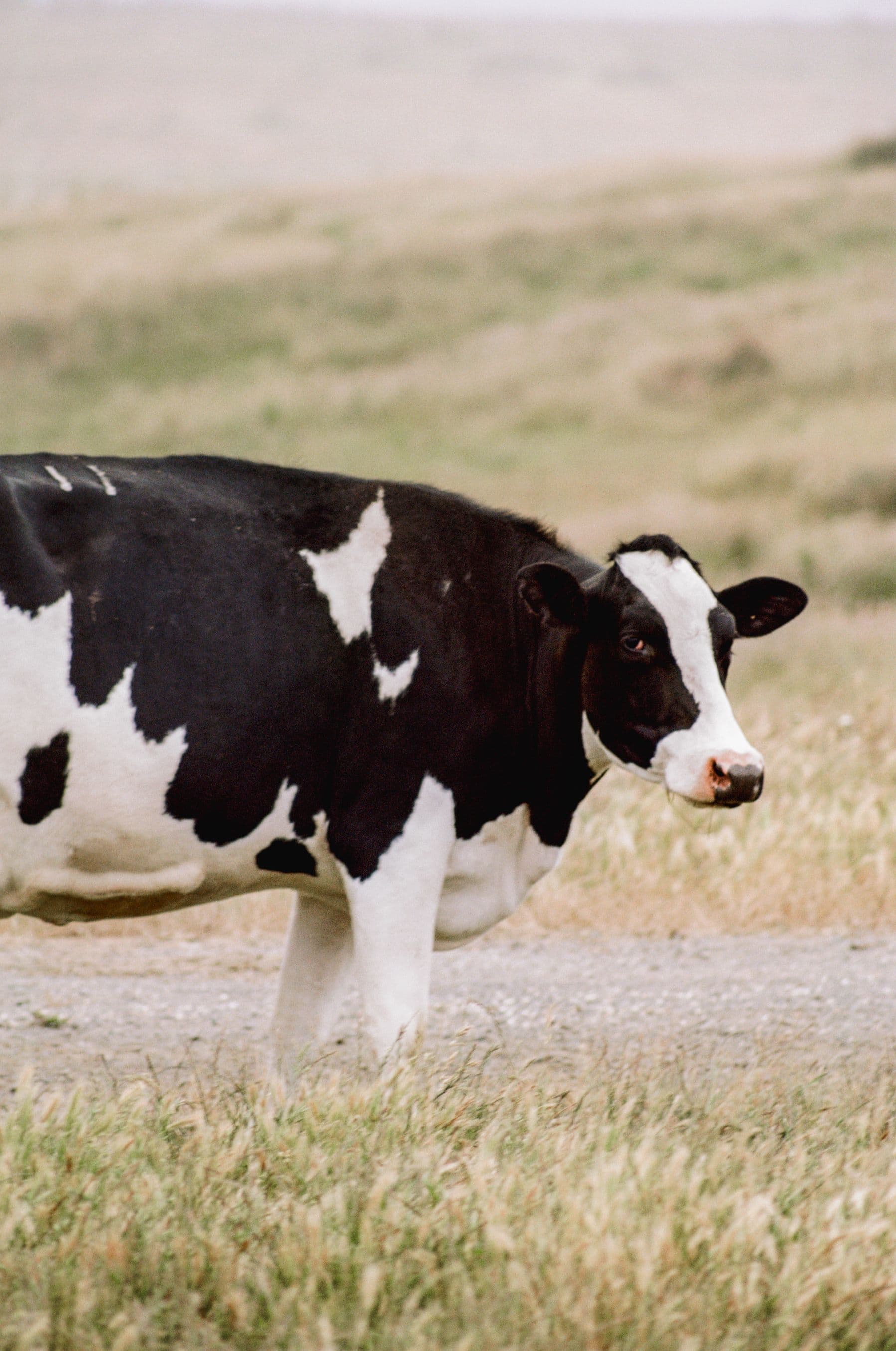 https://file.garden/Z_cwVckjxktxt8Cu/portfolio/cow.jpg