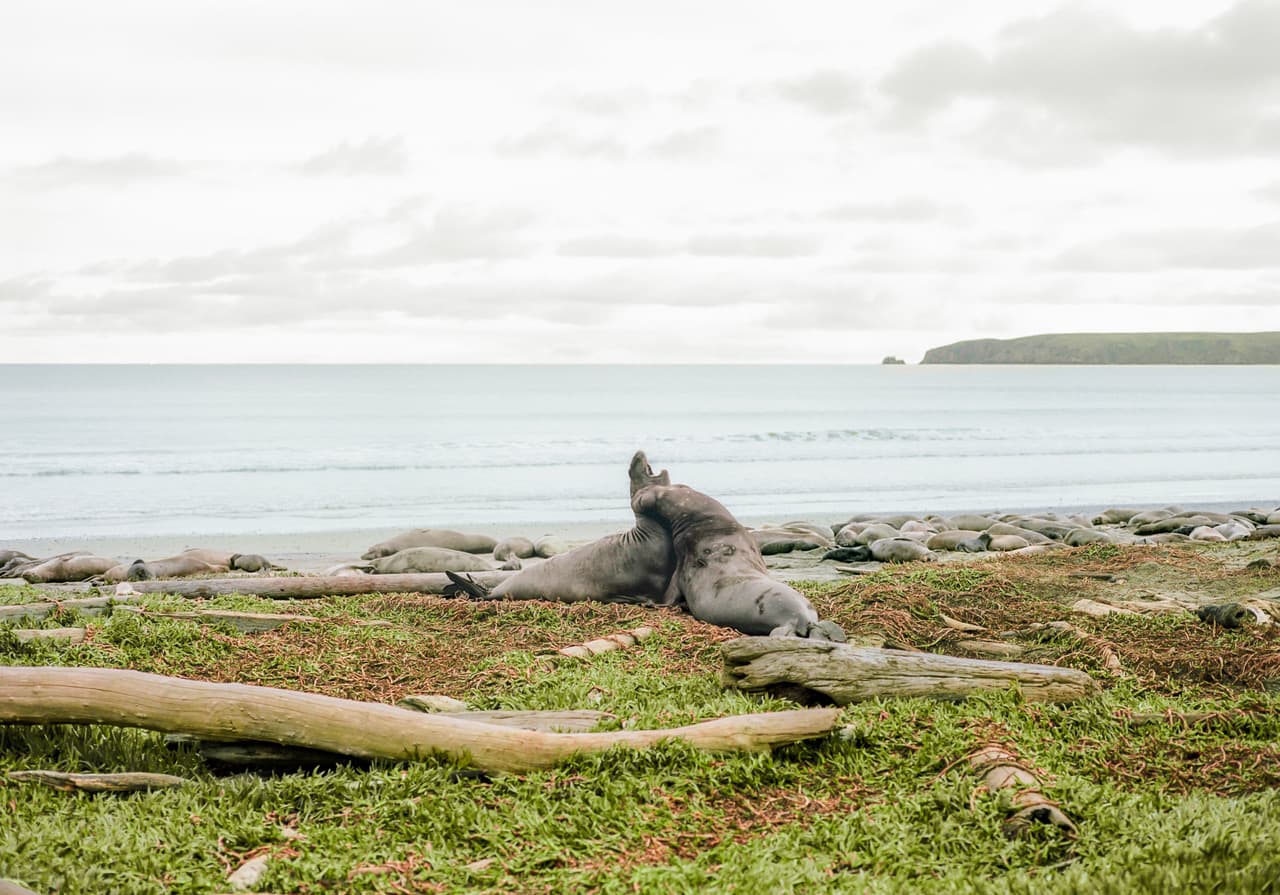 https://file.garden/Z_cwVckjxktxt8Cu/portfolio/elephant_seal_fight.jpg