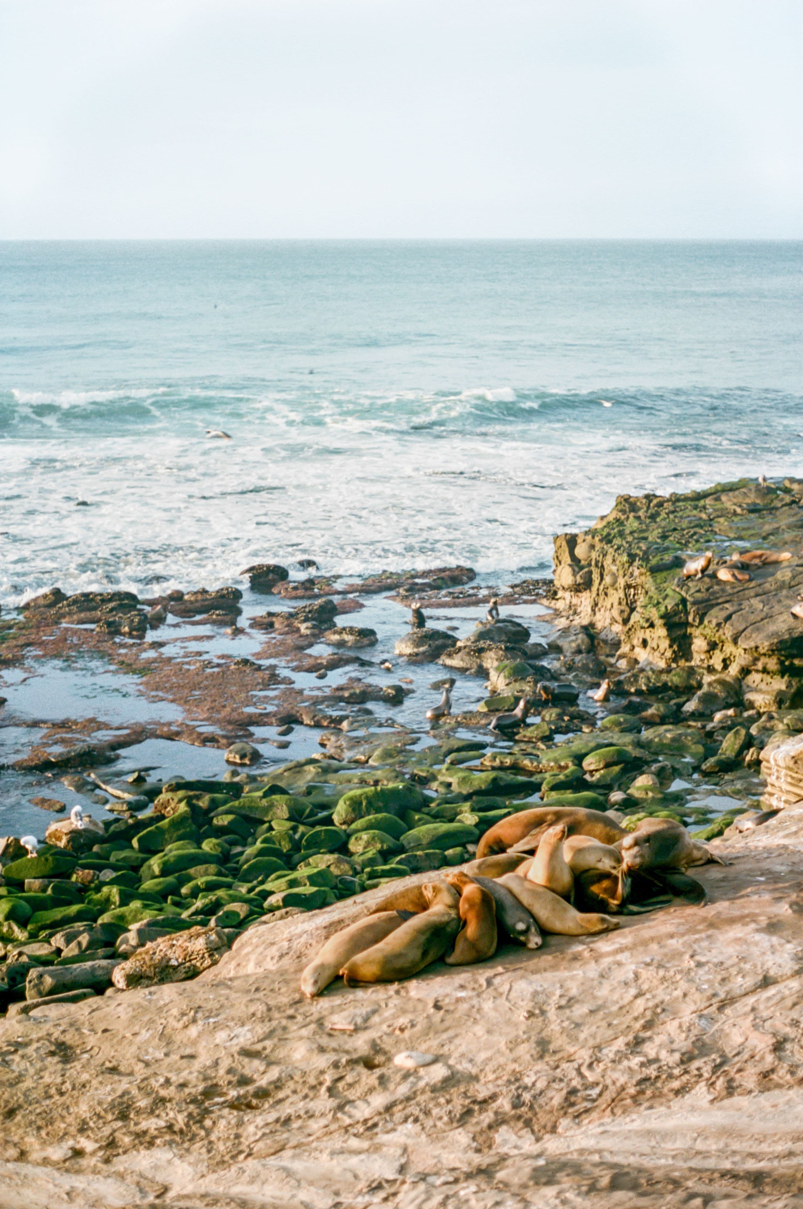 https://file.garden/Z_cwVckjxktxt8Cu/portfolio/la_jolla_seals.jpg