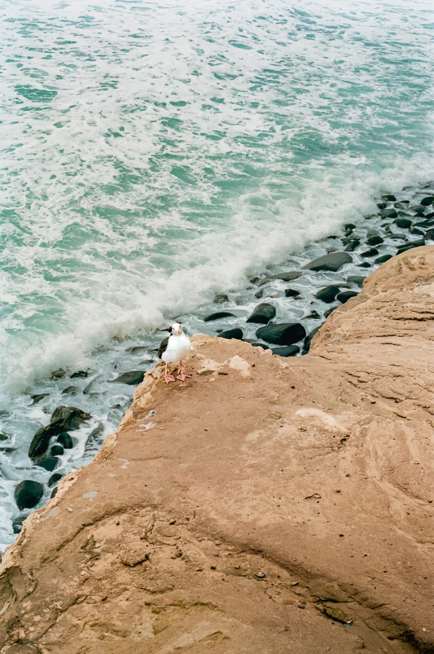 https://file.garden/Z_cwVckjxktxt8Cu/portfolio/lj_seagull.jpg