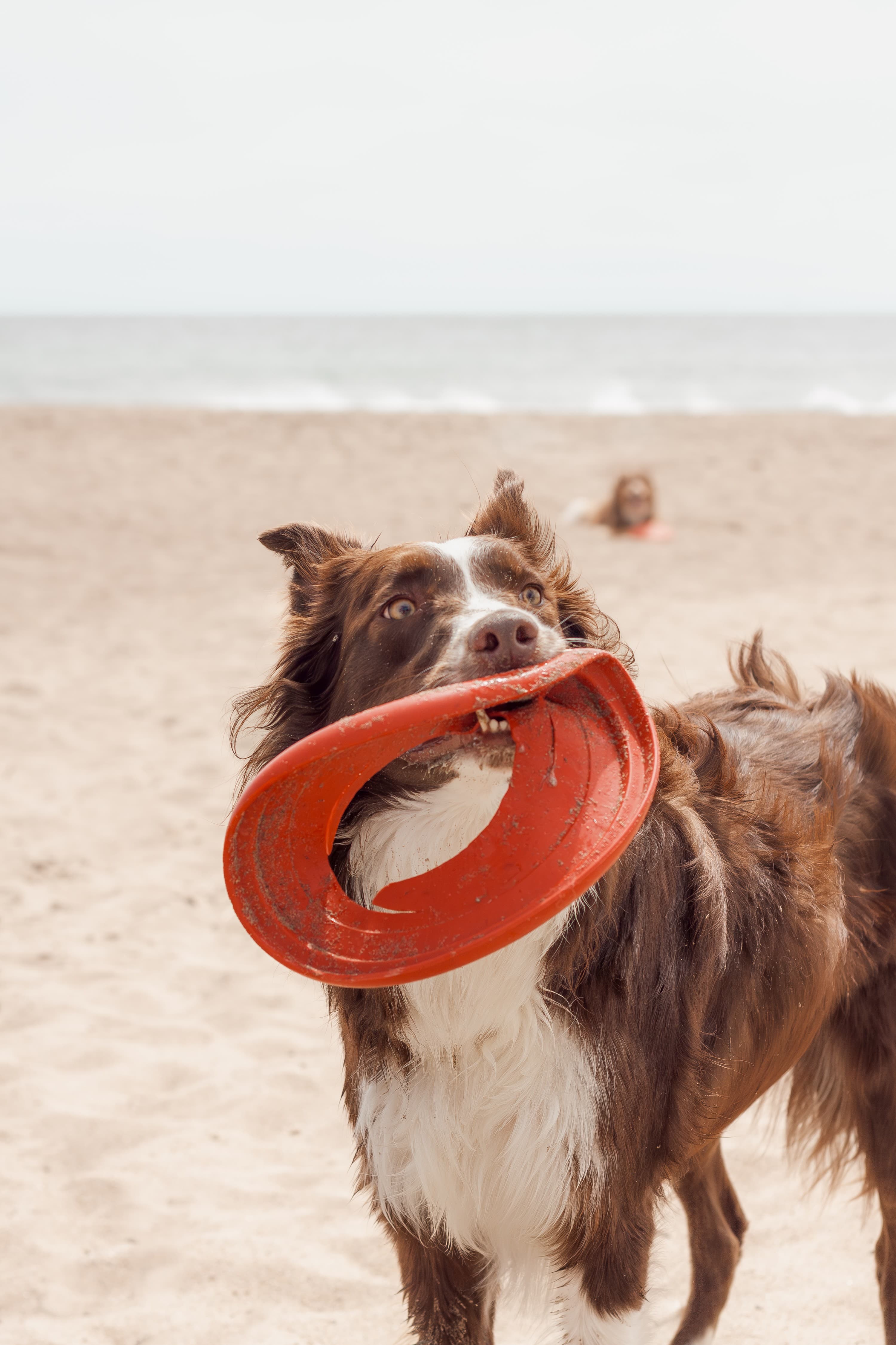 https://file.garden/Z_cwVckjxktxt8Cu/portfolio/mc_frisbee_hole.jpg