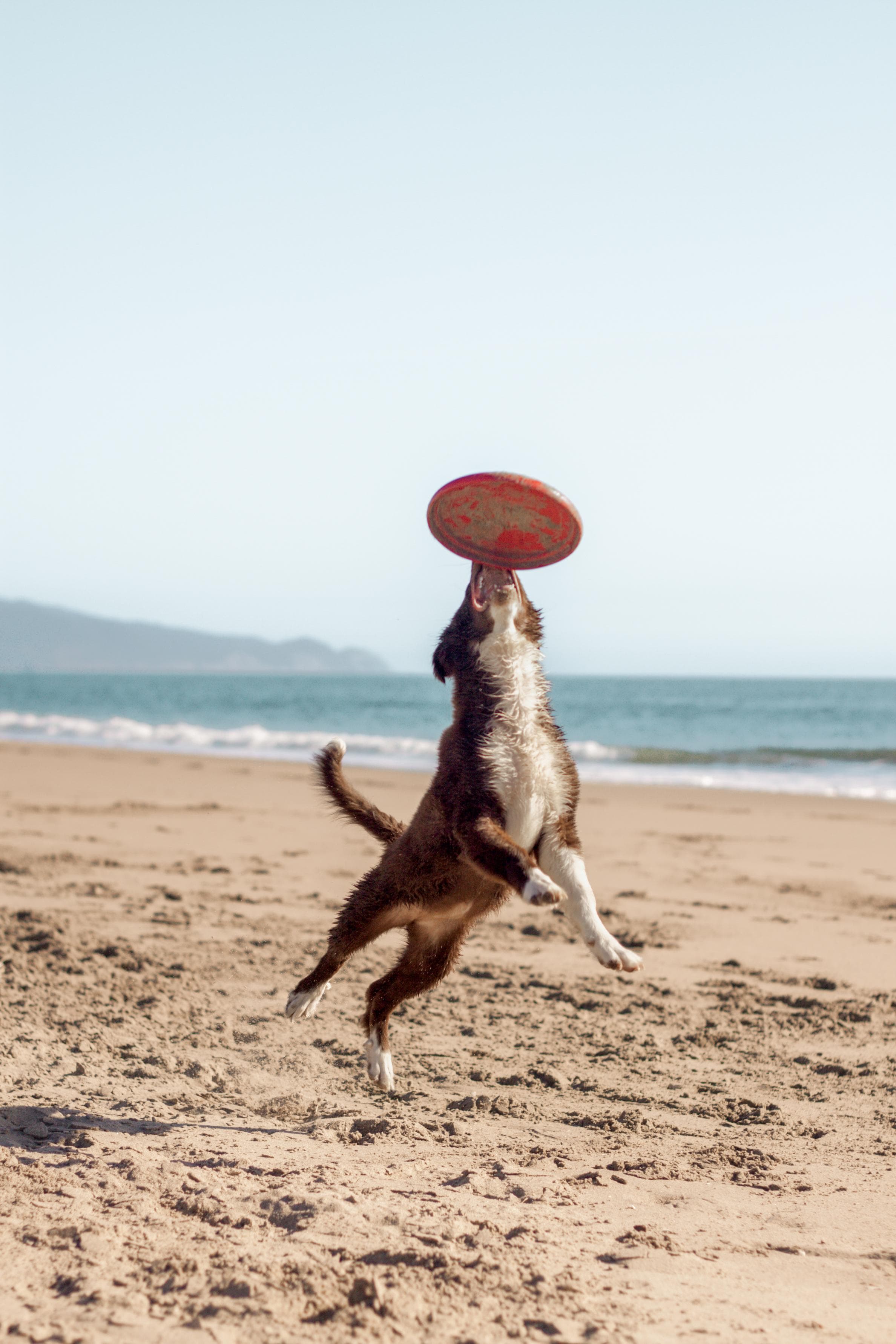 https://file.garden/Z_cwVckjxktxt8Cu/portfolio/mi_305_frisbee.jpg