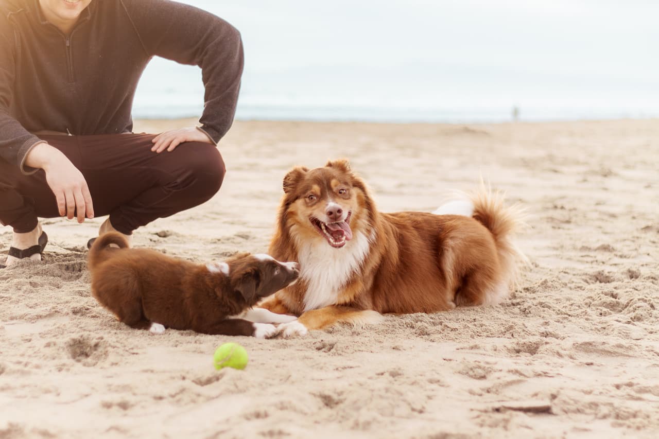 https://file.garden/Z_cwVckjxktxt8Cu/portfolio/millie_pup_annoy_charlie.jpg