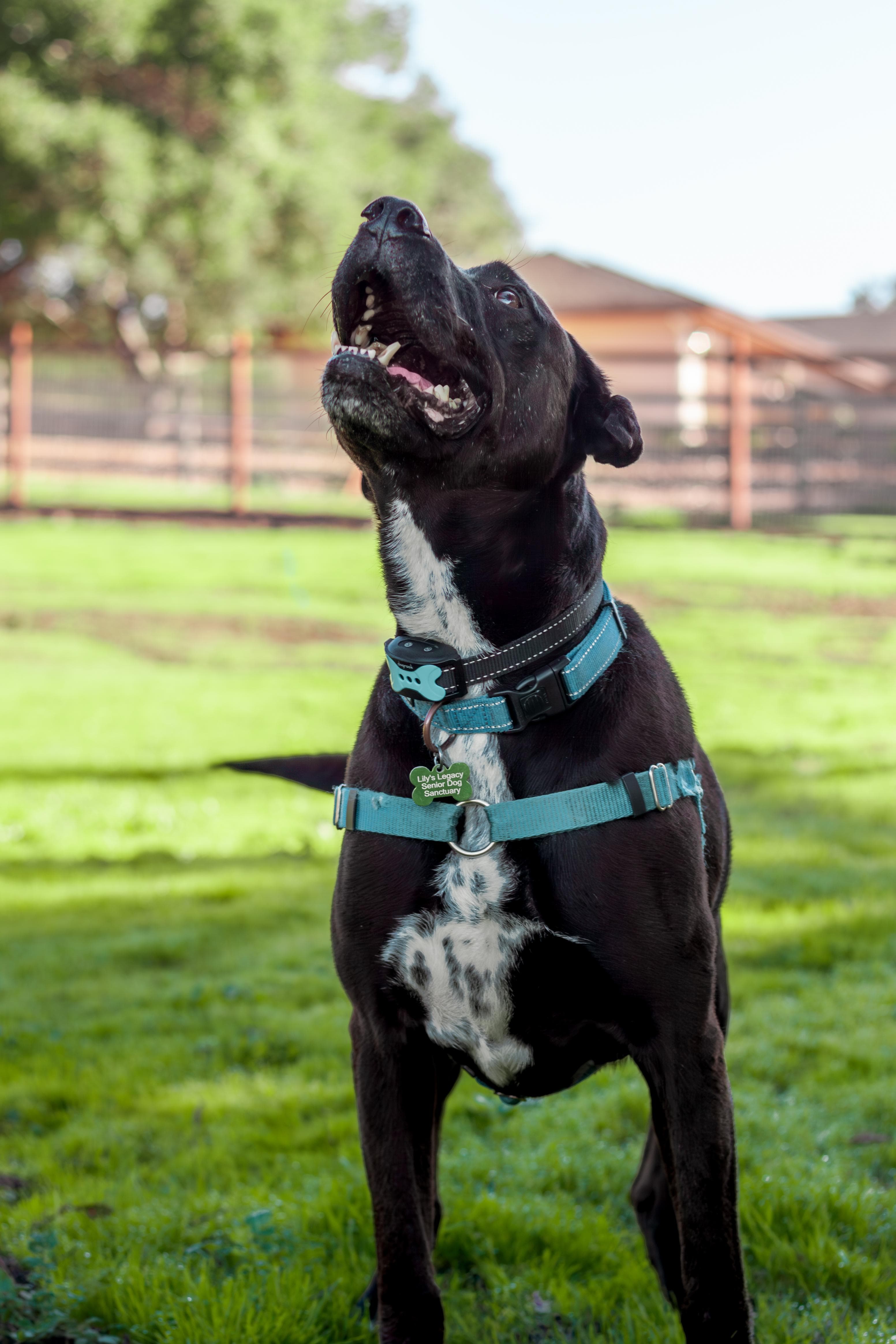 https://file.garden/Z_cwVckjxktxt8Cu/puppy/blackie_hop.jpg