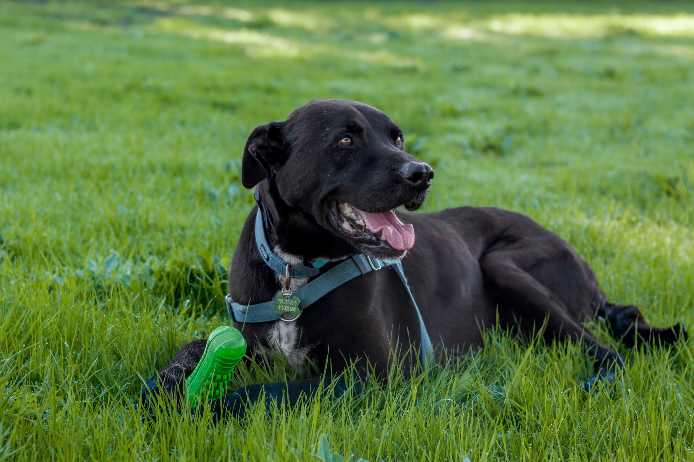 https://file.garden/Z_cwVckjxktxt8Cu/puppy/blackie_laid_down.jpg