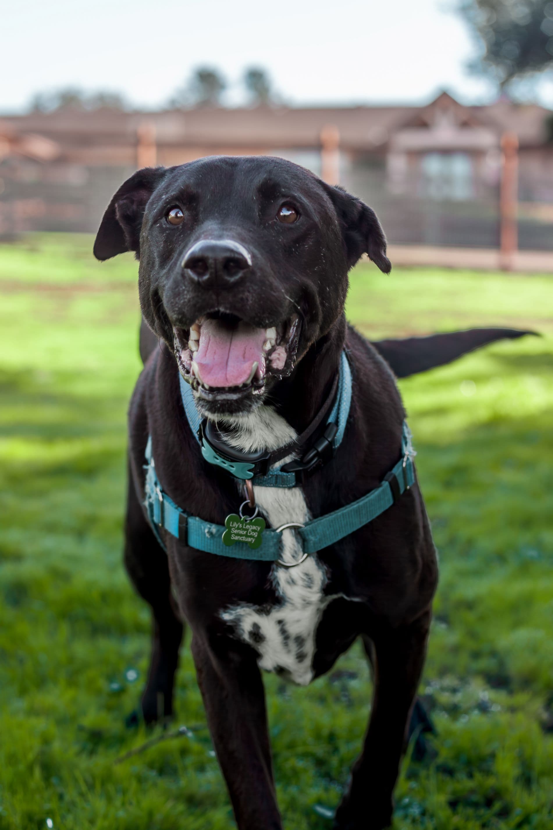 https://file.garden/Z_cwVckjxktxt8Cu/puppy/blackie_portrait.jpg