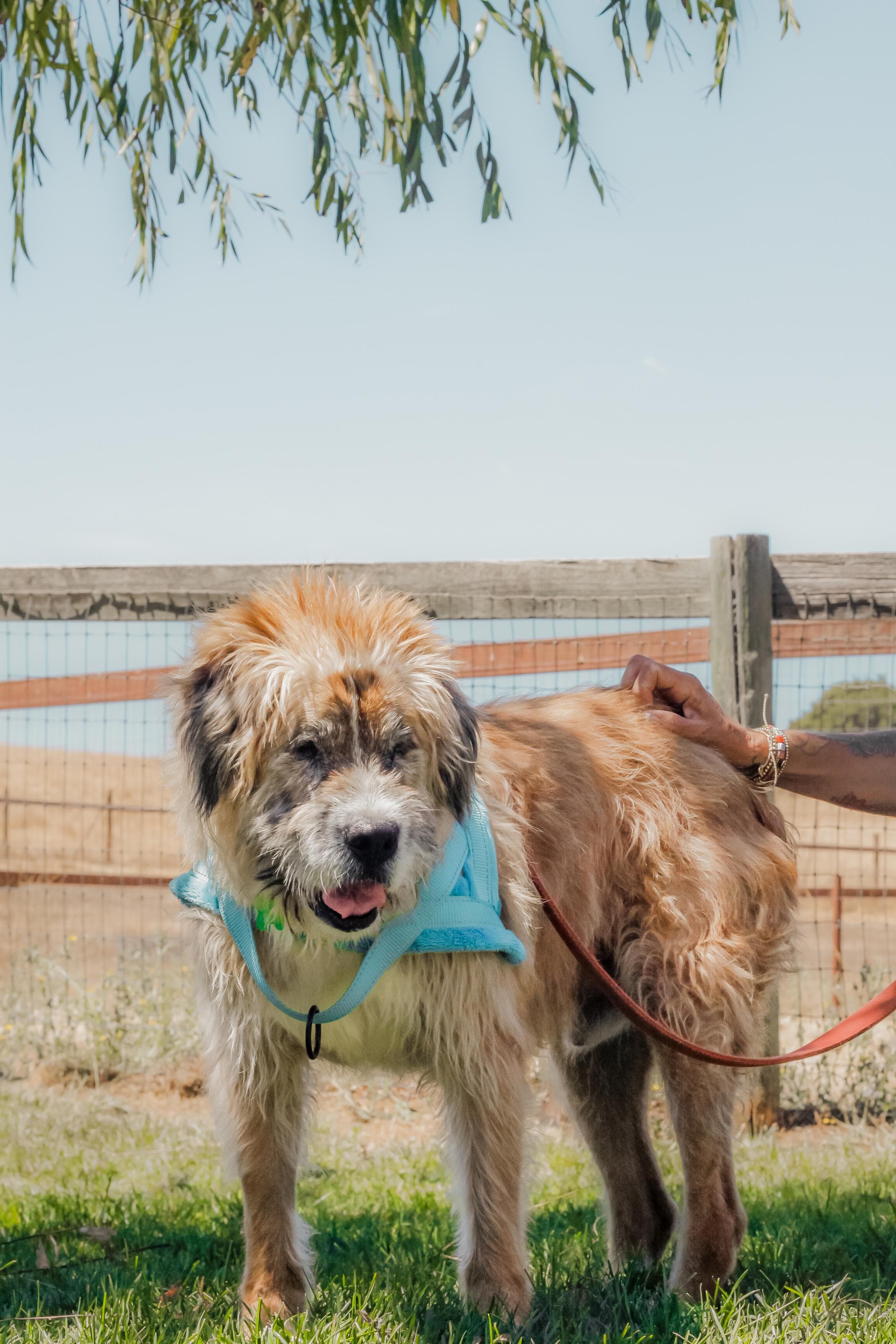 https://file.garden/Z_cwVckjxktxt8Cu/puppy/chance_portrait.jpg