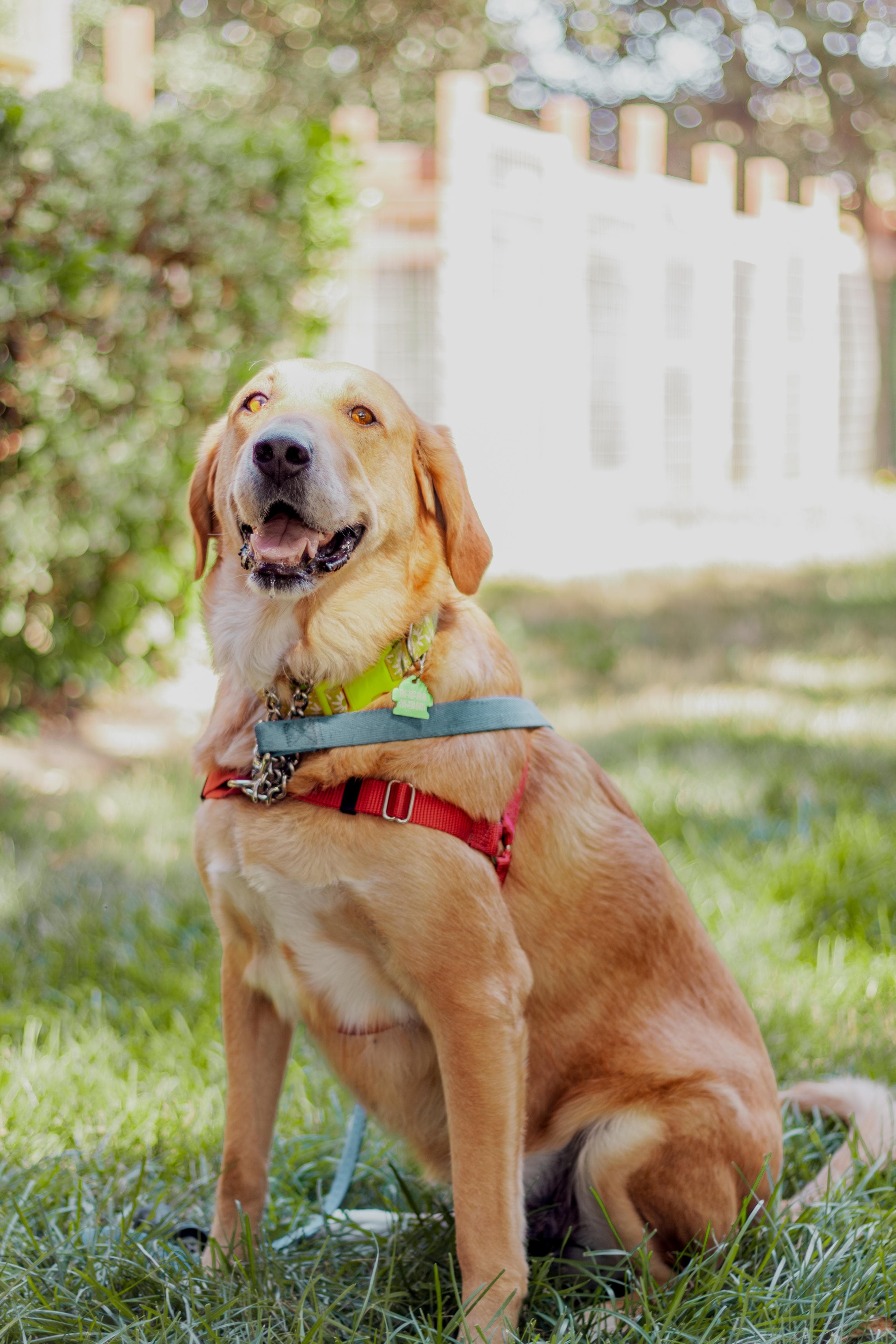 https://file.garden/Z_cwVckjxktxt8Cu/puppy/gemma_portrait.jpg