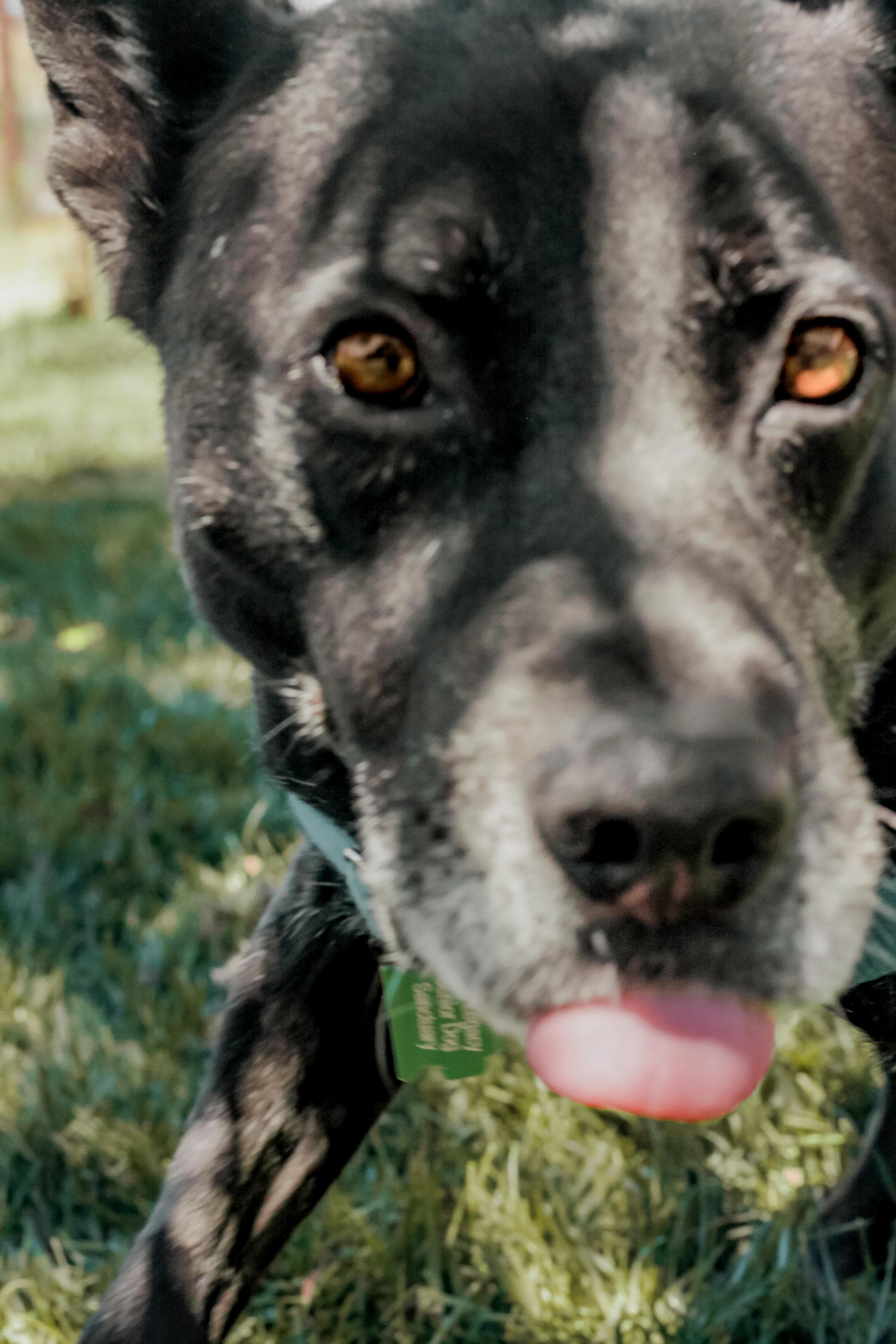 https://file.garden/Z_cwVckjxktxt8Cu/puppy/heidi_bloop.jpg