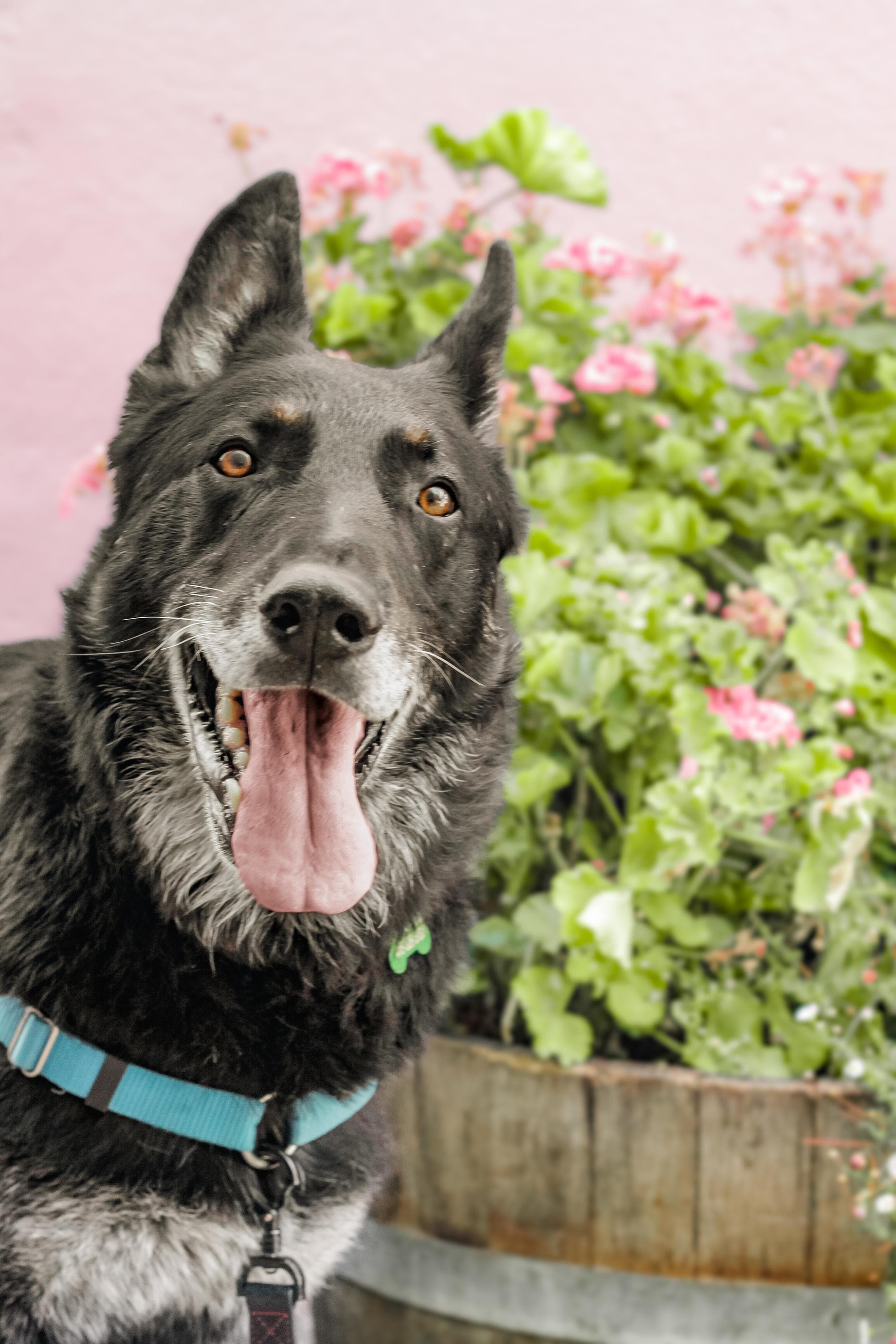 https://file.garden/Z_cwVckjxktxt8Cu/puppy/navarro_flowers.jpg