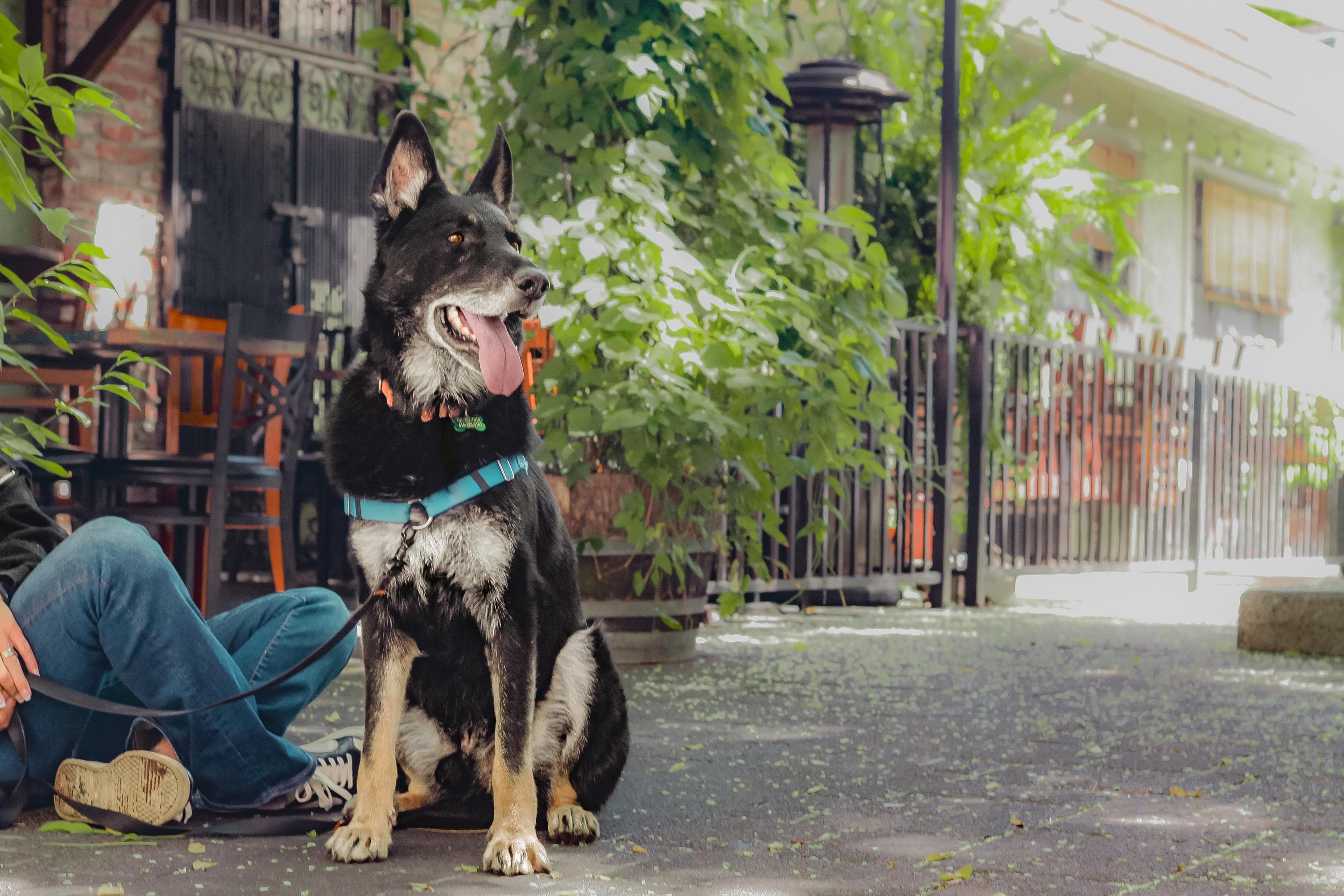 https://file.garden/Z_cwVckjxktxt8Cu/puppy/navarro_relaxing.jpg