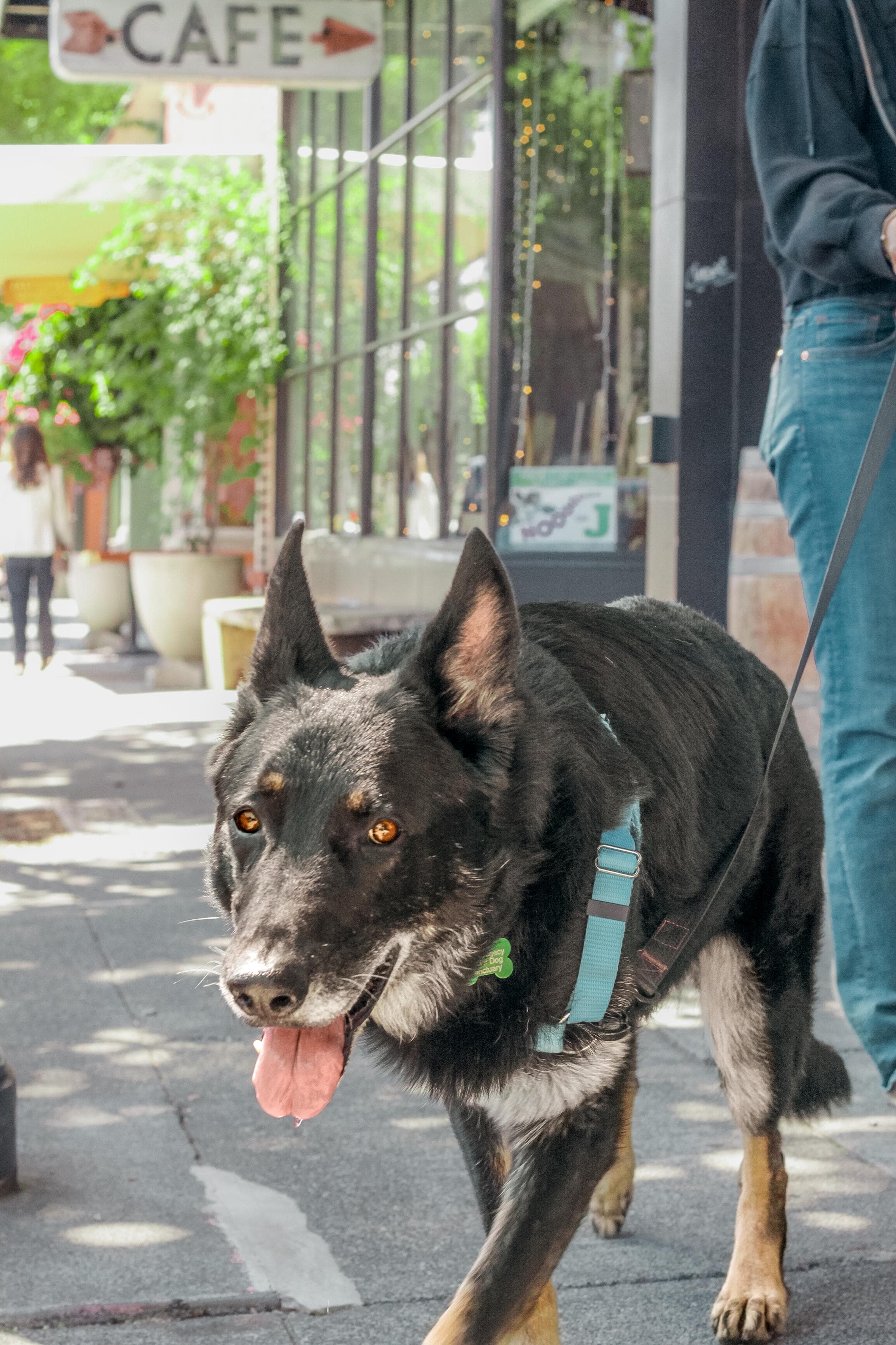 https://file.garden/Z_cwVckjxktxt8Cu/puppy/navarro_walking.jpg