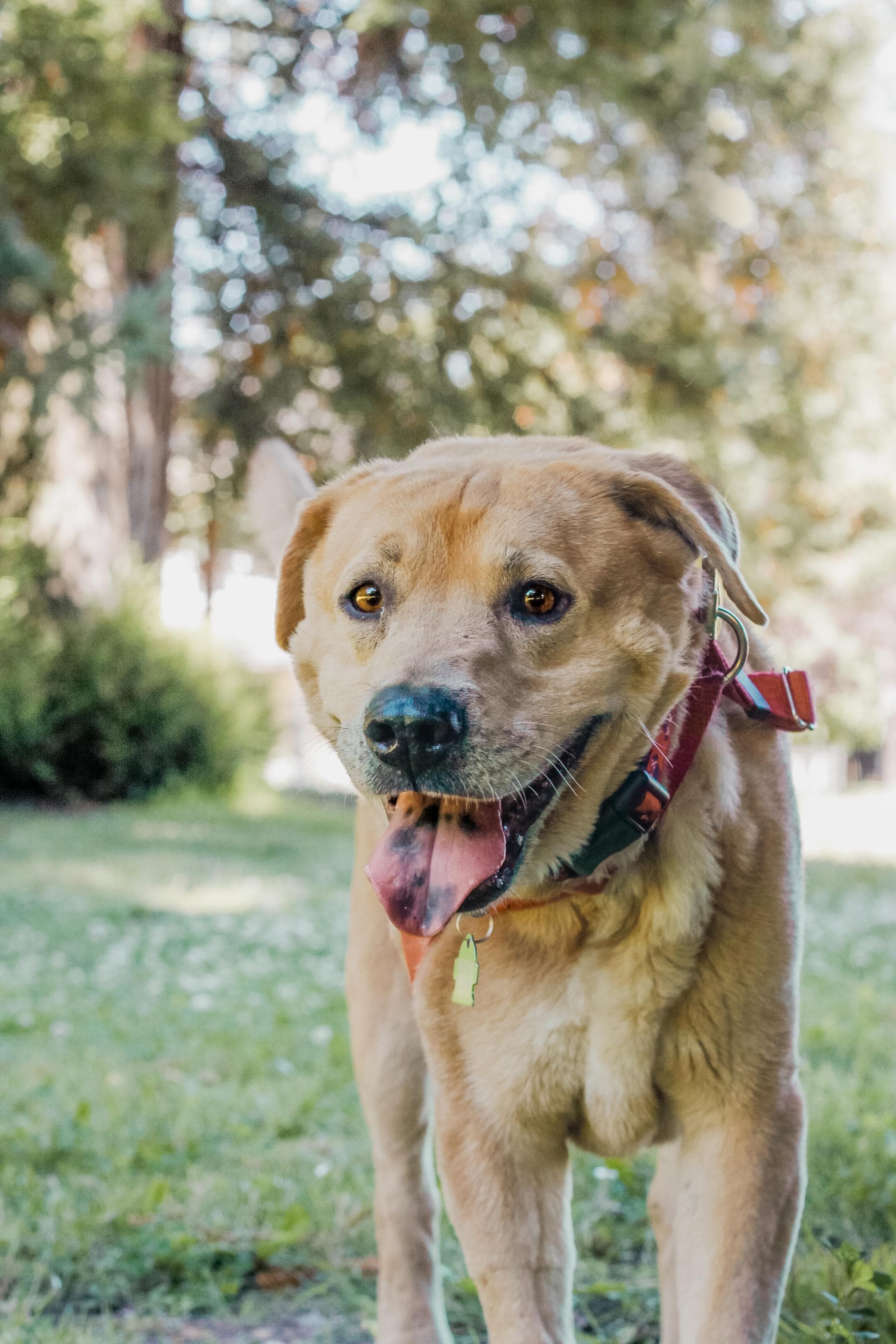 https://file.garden/Z_cwVckjxktxt8Cu/puppy/puddin_portrait.jpg