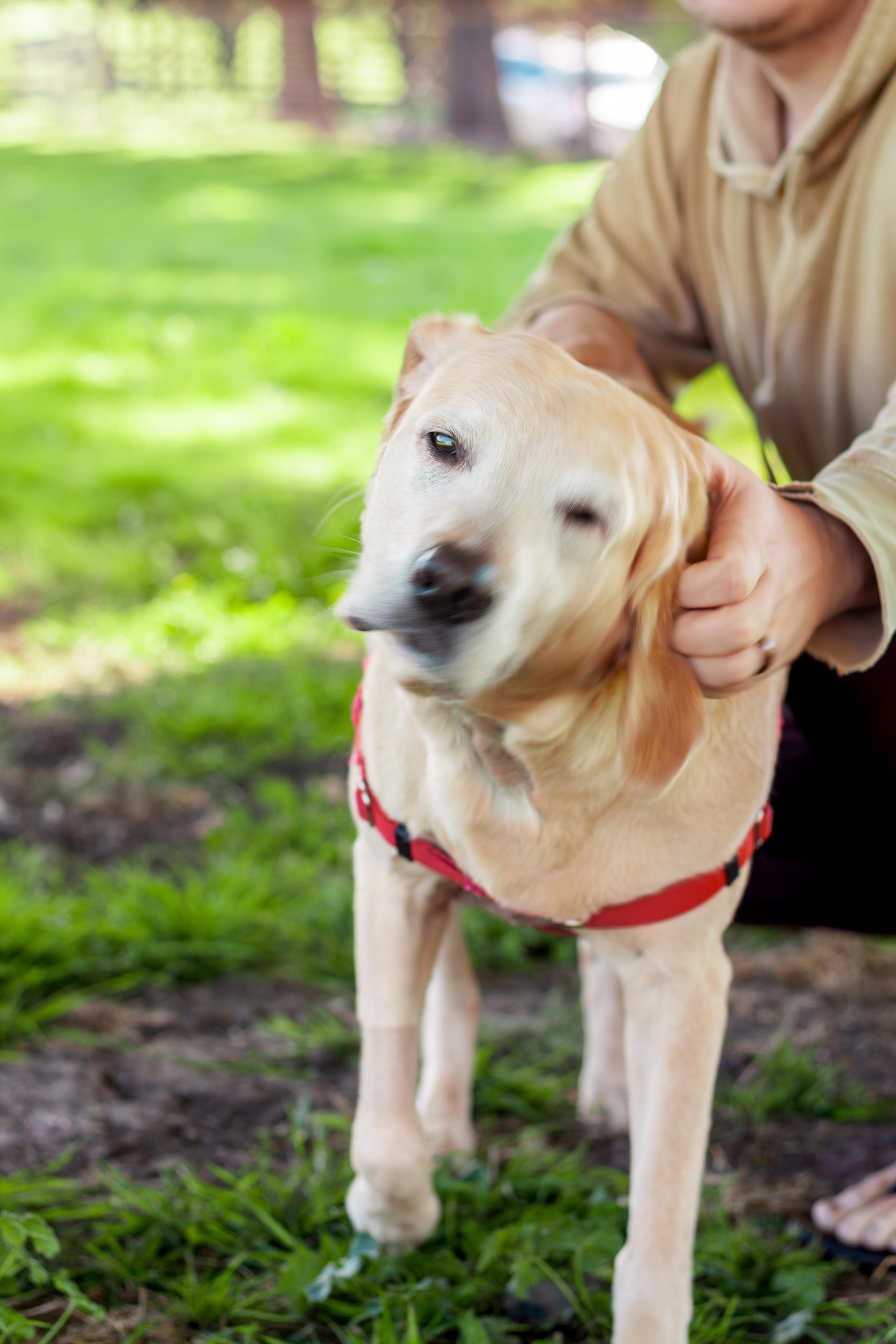 https://file.garden/Z_cwVckjxktxt8Cu/puppy/reign_ear_rub.jpg