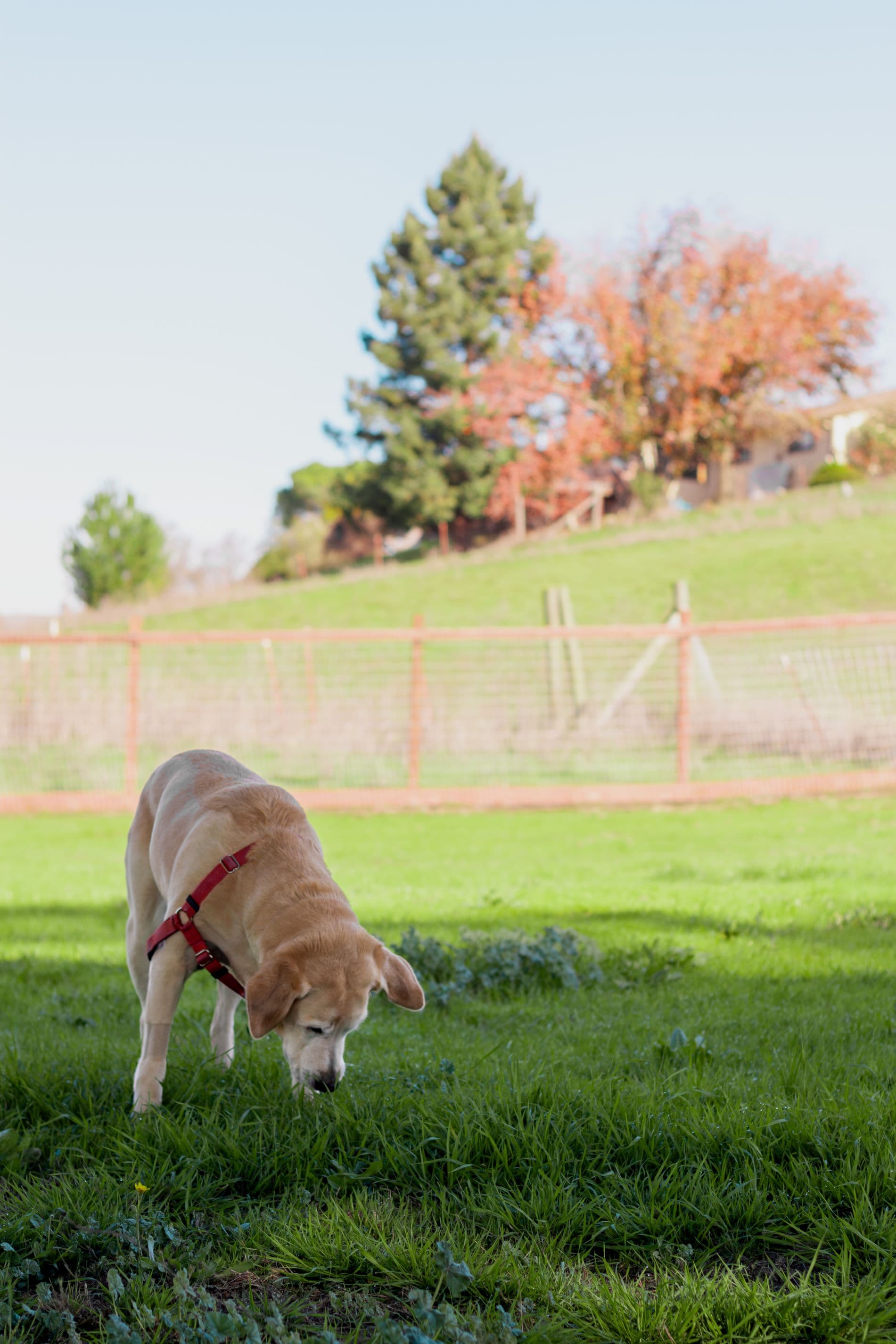 https://file.garden/Z_cwVckjxktxt8Cu/puppy/reign_sniffing.jpg