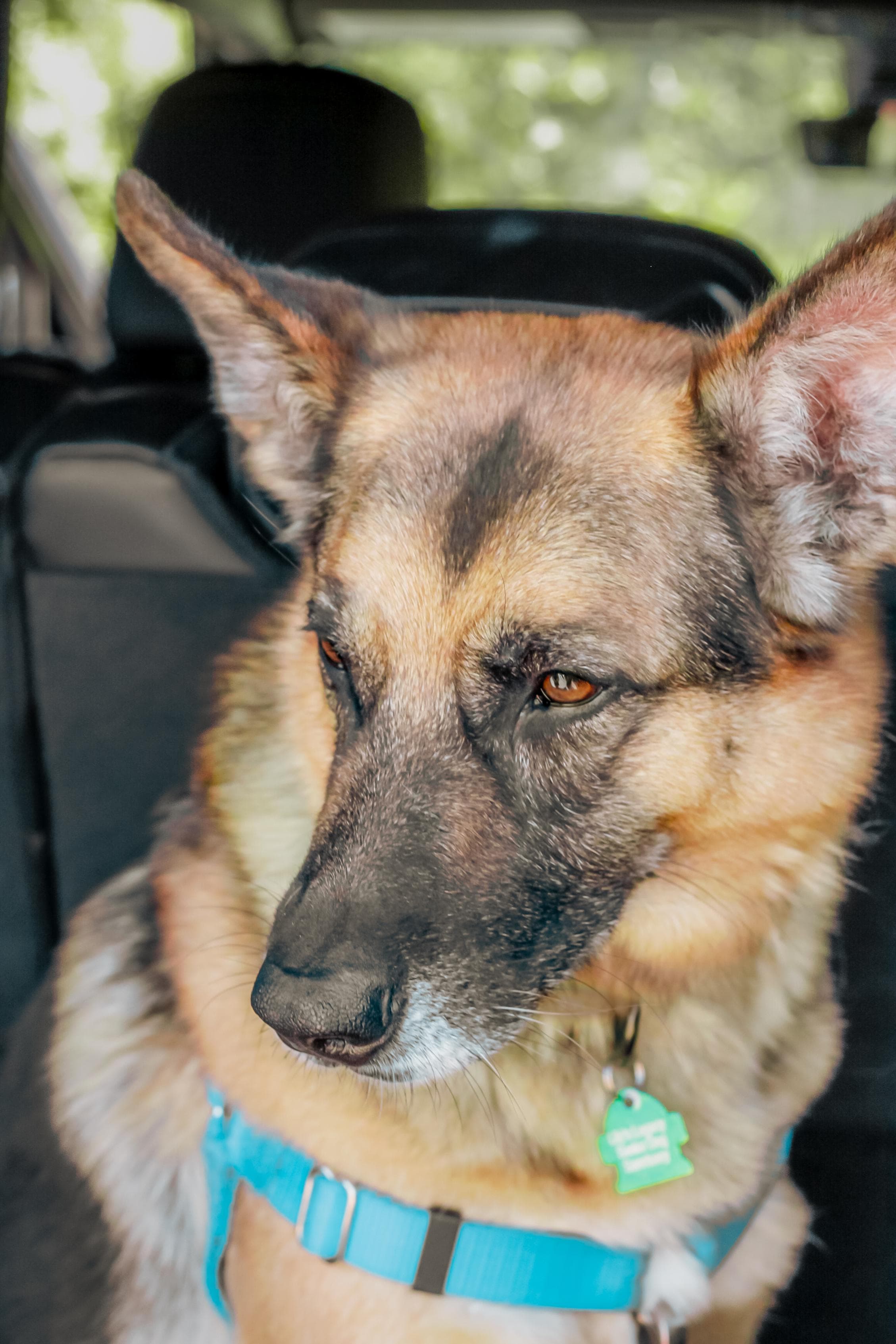 https://file.garden/Z_cwVckjxktxt8Cu/puppy/zarina_cute_ears.jpg